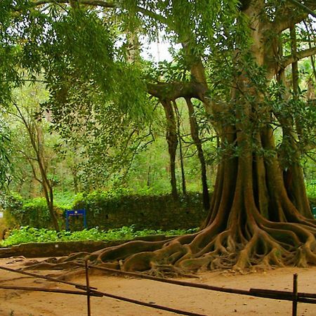 Hotel Quinta Das Lagrimas - Small Luxury Hotels Coimbra Exterior photo The sacred Bodhi tree at Anuradhapura
