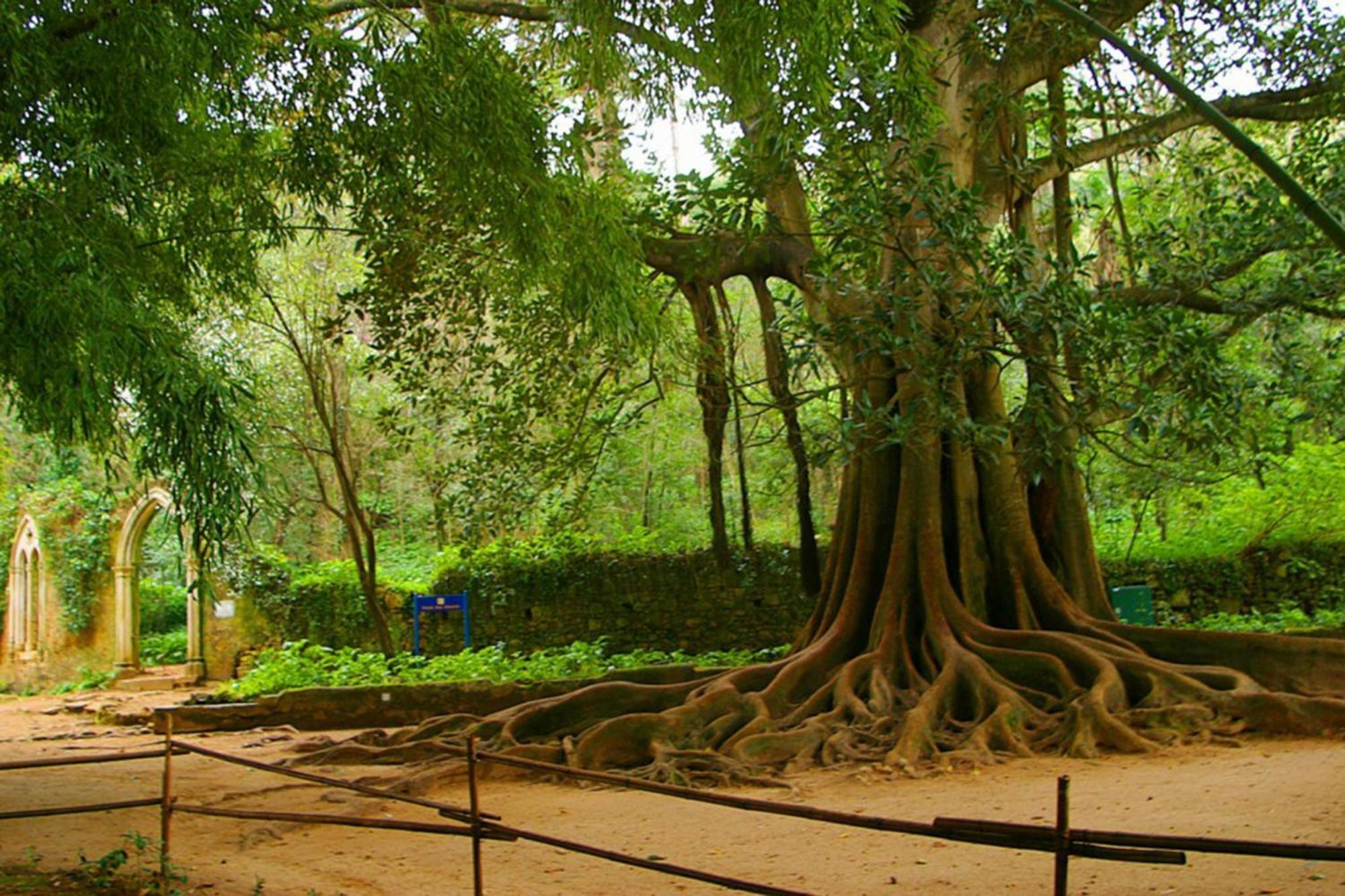 Hotel Quinta Das Lagrimas - Small Luxury Hotels Coimbra Exterior photo The sacred Bodhi tree at Anuradhapura